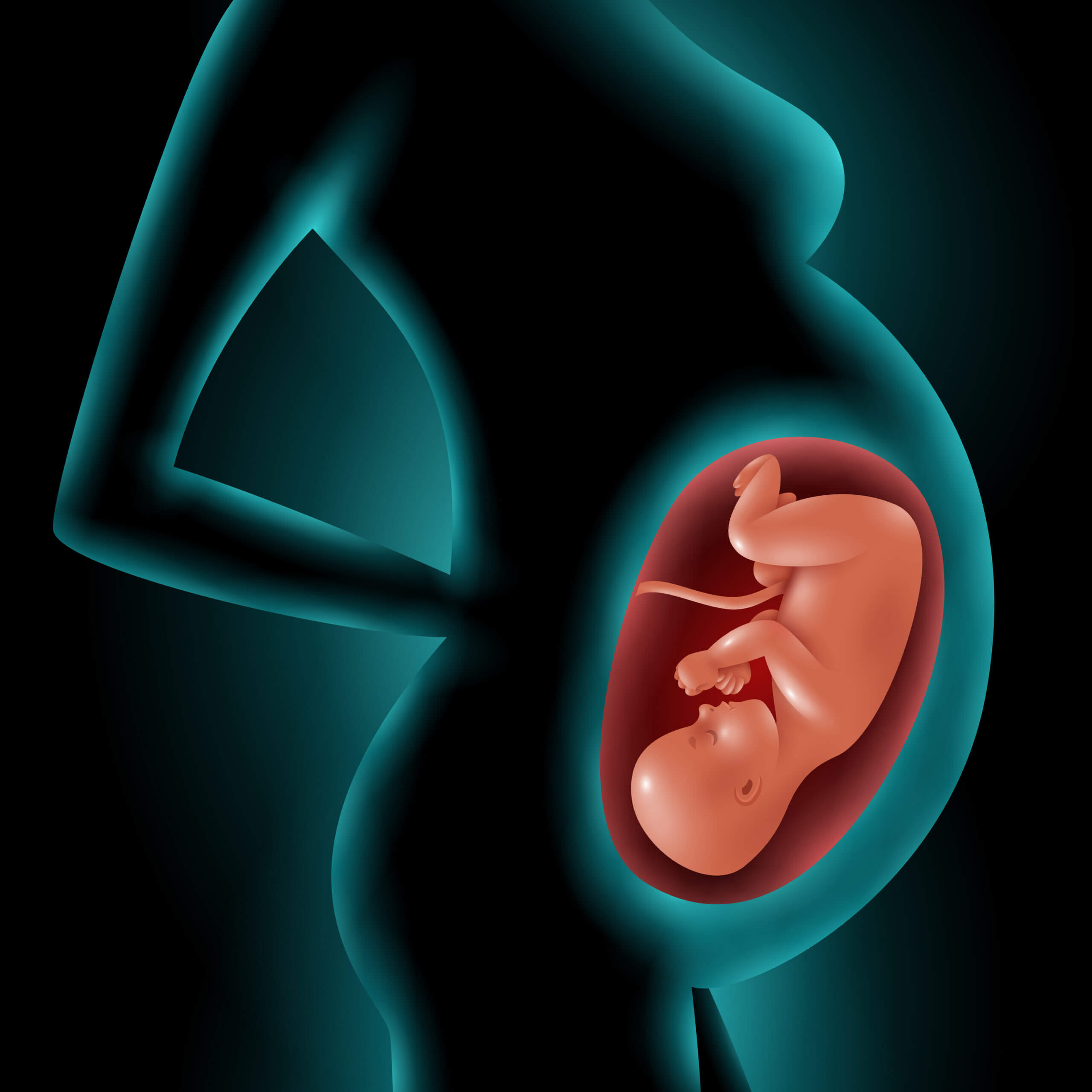 Silhouette Of Pregnant Woman With Fetus In Womb Silhouette of a pregnant woman with highlighted image of her fetus in womb 3d vector illustration