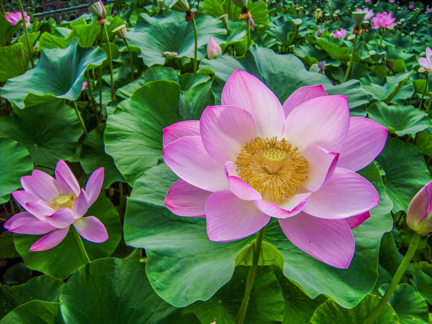 pink-indian-lotus-flowers-surrounded-by-green-plants